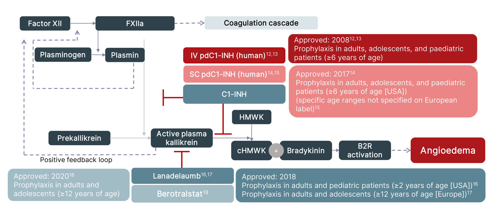 Figure 1: The pathophysiology of hereditary angioedema and the mechanism of action of current approved long-term prophylaxis for hereditary angioedema C1 esterase inhibitor Type 1/2.11